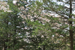 桜吹雪 桜吹雪