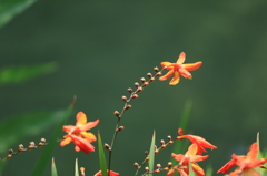 花たちの夏１０