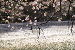 桜吹雪