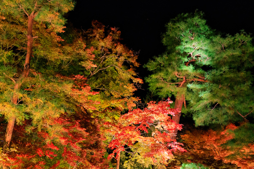 【フォトログ】宝厳院-3