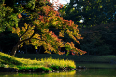 【フォトログ】小石川後楽園-7