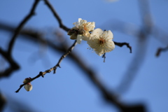 初春の便り