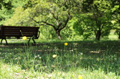 5月の昭和記念公園７