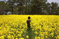 黄色の畑