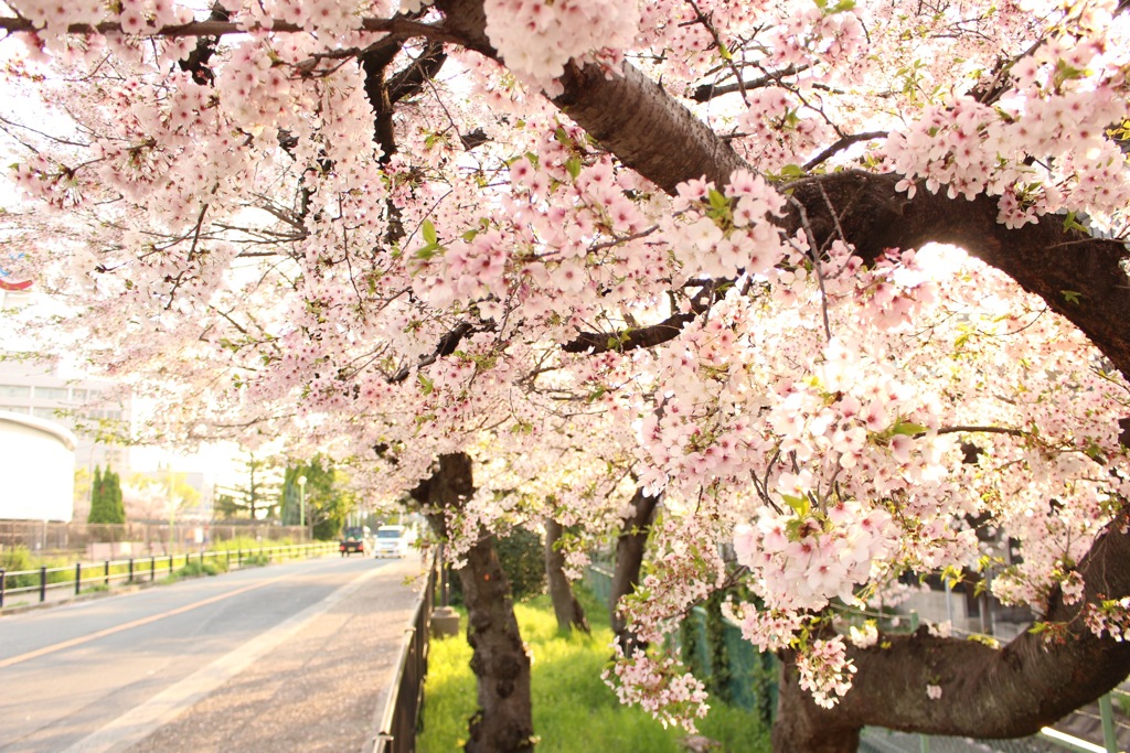 桜道