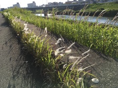 河川敷