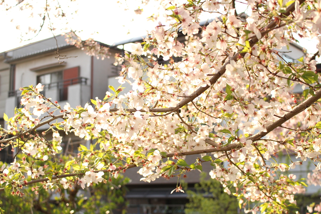 葉桜