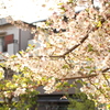 葉桜