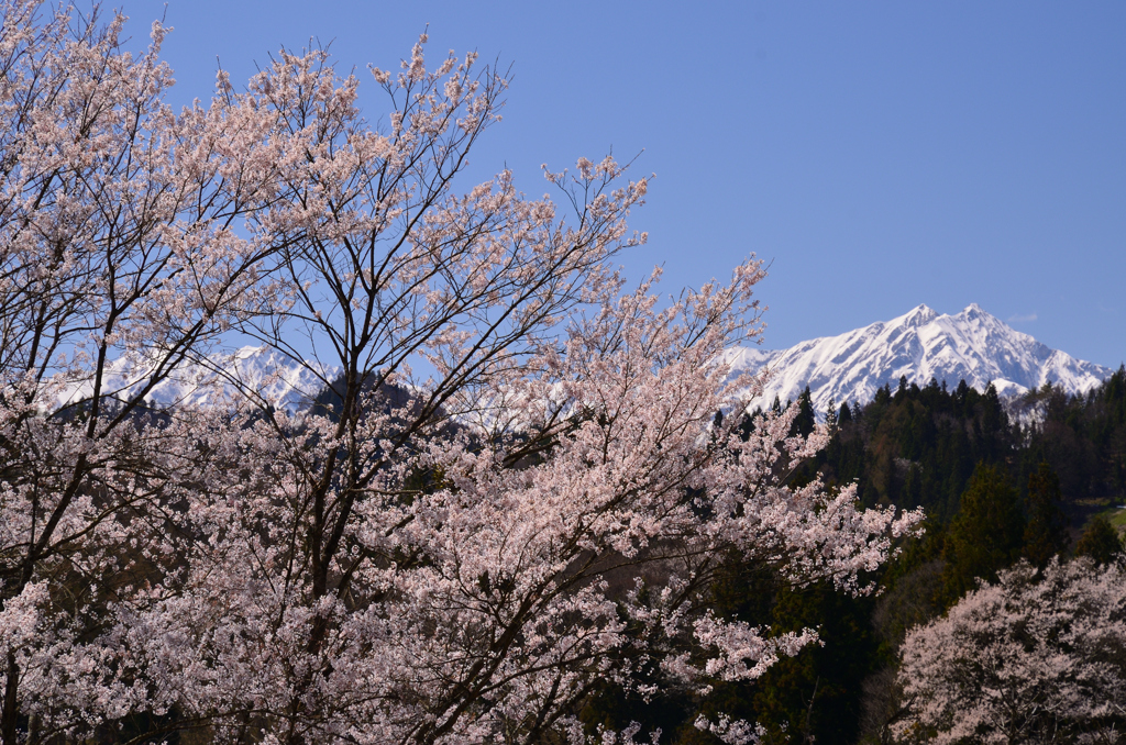 アルプスを背景に咲く④