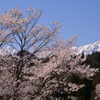 アルプスを背景に咲く④