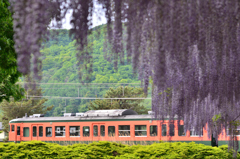 しなの鉄道と藤棚①