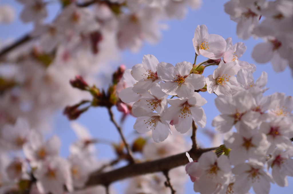 桜を見上げて