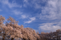 春色夕景①