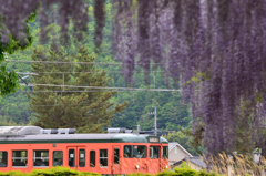 しなの鉄道と藤棚⑤