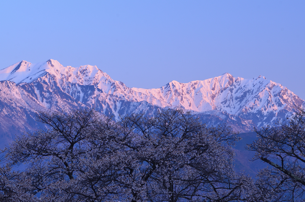 アルプスを背景に咲く①