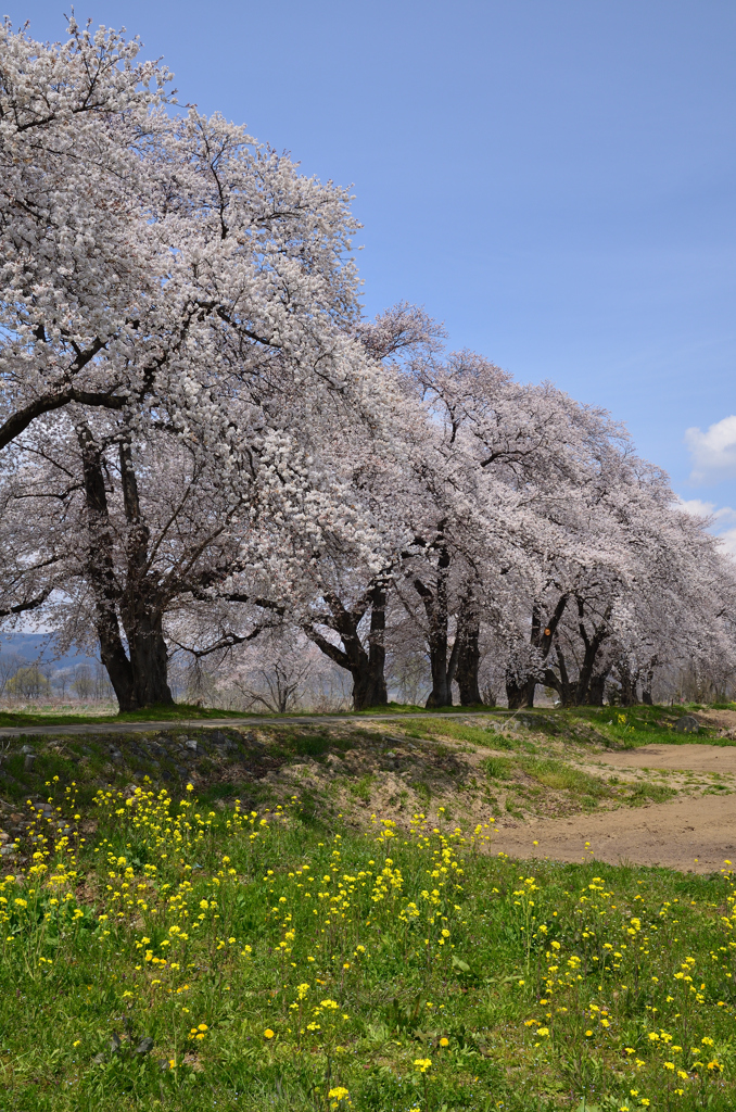 浸水に負けずに今年も咲いてくれました