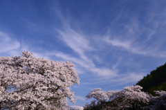 春景を満喫