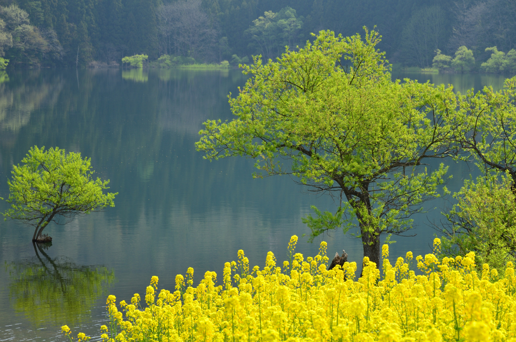 静かな湖畔の春
