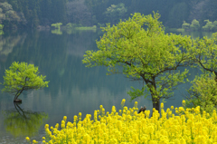 静かな湖畔の春