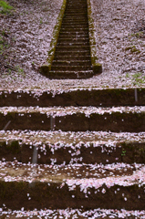 桜道