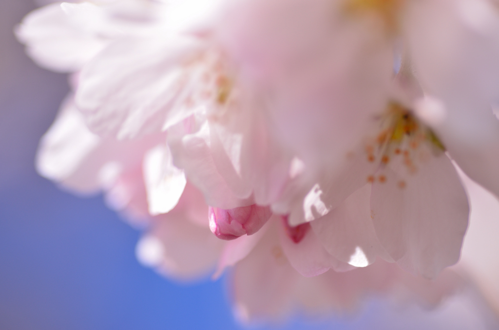 早く咲きたいな