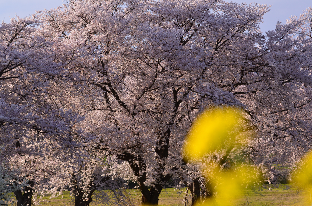 夕照に輝く桜