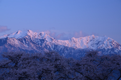 夜明けの春景