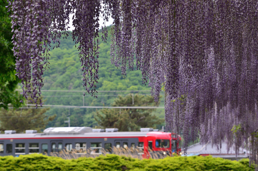 しなの鉄道と藤棚②