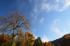 晩秋の里山
