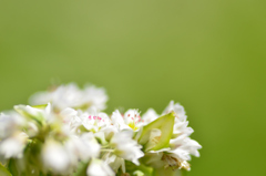 信州名産戸隠そばの花