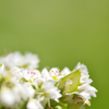 信州名産戸隠そばの花