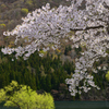 山あいの桜と新緑