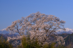 アルプスを背景に咲く②