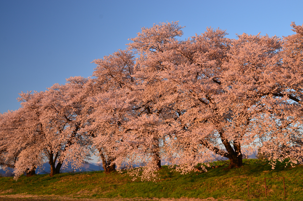 夕陽を浴びる桜並木
