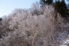 春に咲いた冬の花