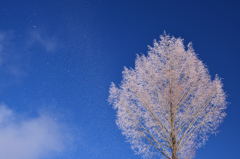 雪の華舞い散る