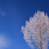 雪の華舞い散る