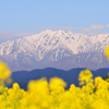 里山の春