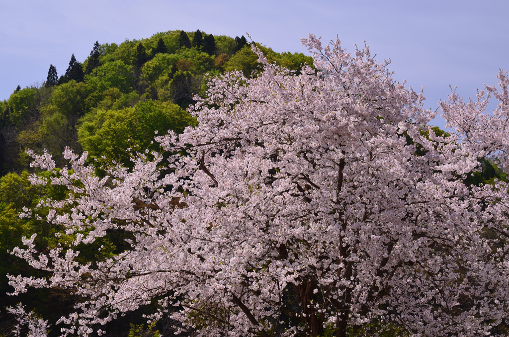 新緑と桜 ②