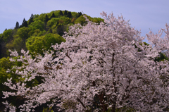 新緑と桜 ②