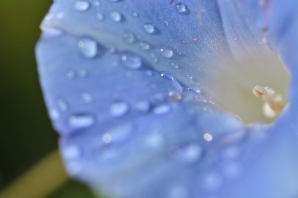 雨上がりの朝に