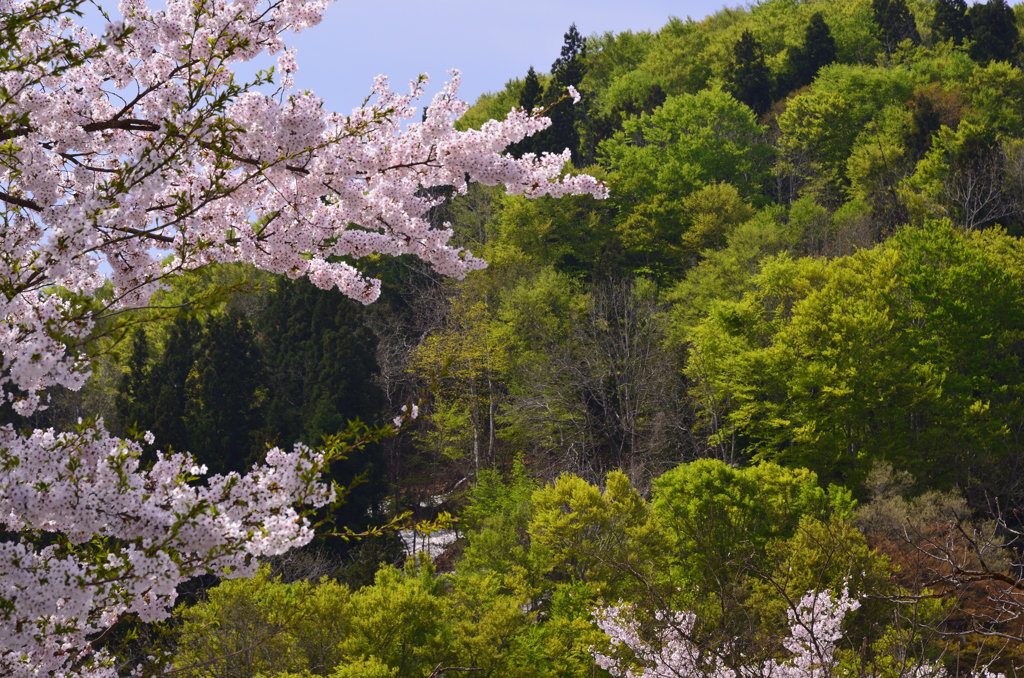 新緑と桜