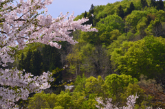 新緑と桜