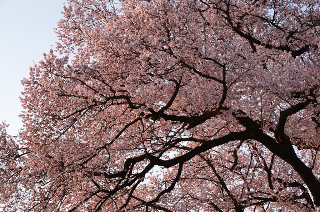 目覚めの桜