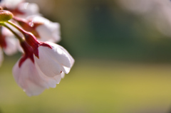 雨上がりの桜