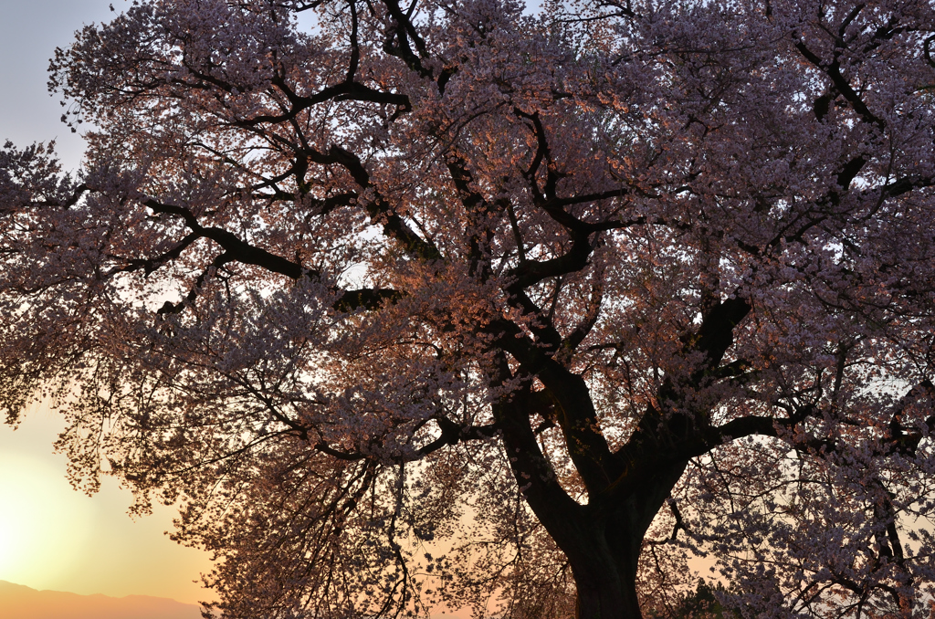 桜を染める朝日
