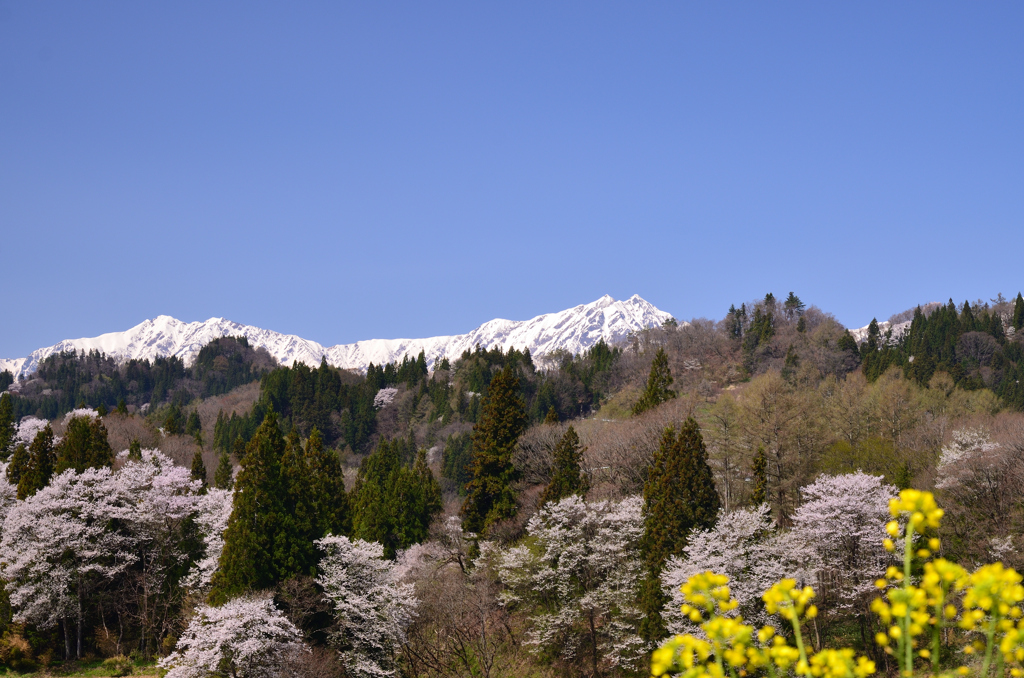 小川村の春