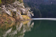 湖畔に咲く