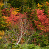 色彩豊かな秋