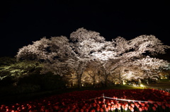 京都府立植物園の桜2